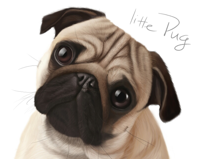 狗的种类大全,狗的种类大概介绍