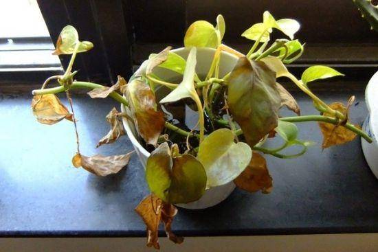 飞利浦家用空气净化器推荐,飞利浦空气净化器加湿一体机评测