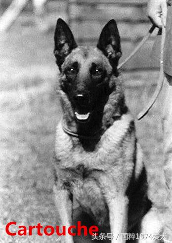 「可能是史上最清晰科普文章」系列之马犬起源和马犬的傲慢与偏见