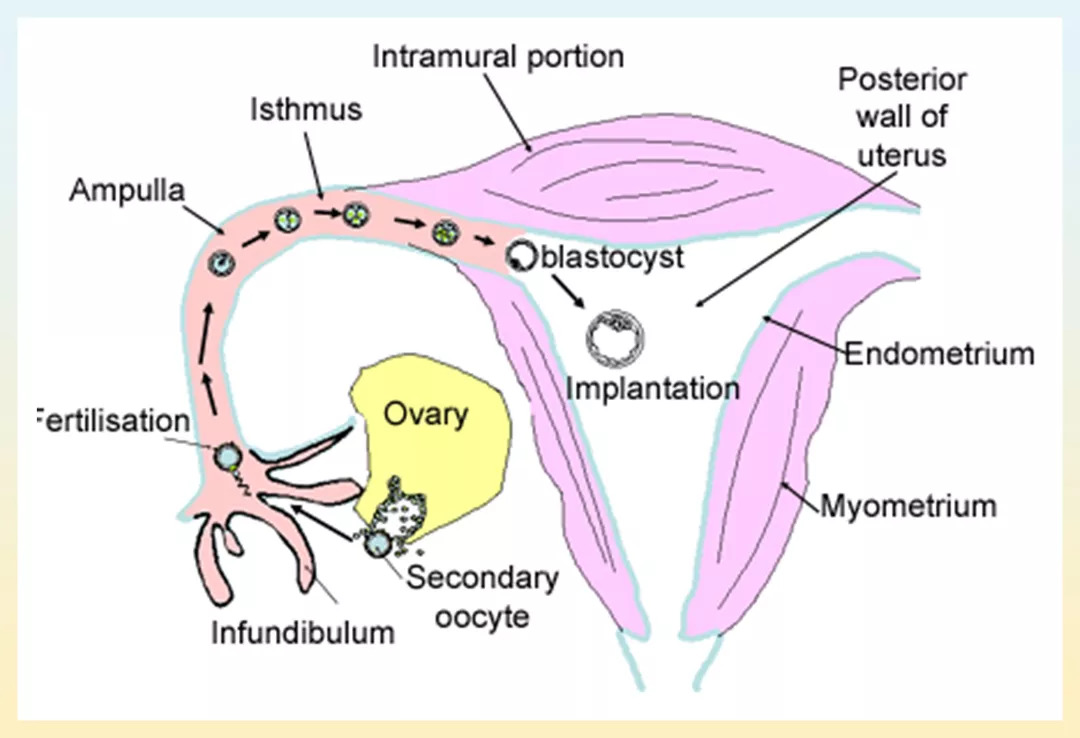 关于乳房、子宫的26个问题，女生一定要知道啊！