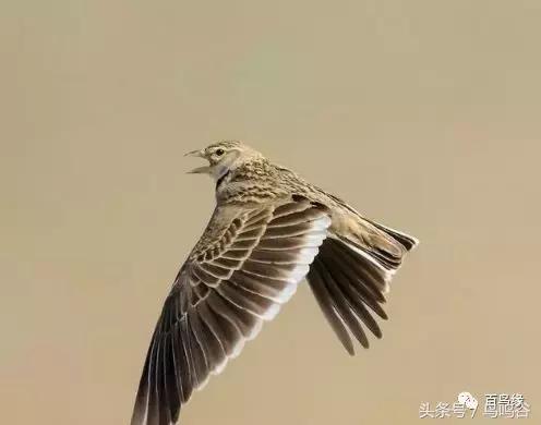 老野历程一路走来的胡说八道汇总