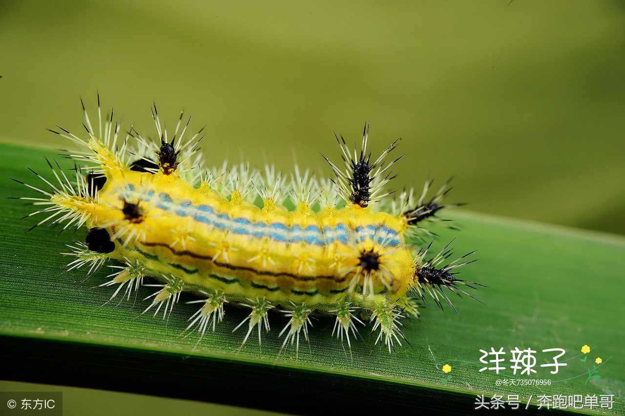 玉米地被洋辣椒蛰了怎么办,洋辣子下午被蛰怎么办