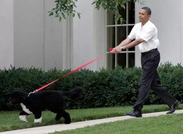 哈士奇训犬秘籍,训犬的100个技巧