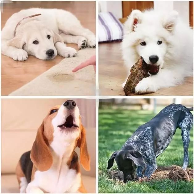 哈士奇训犬秘籍,训犬的100个技巧