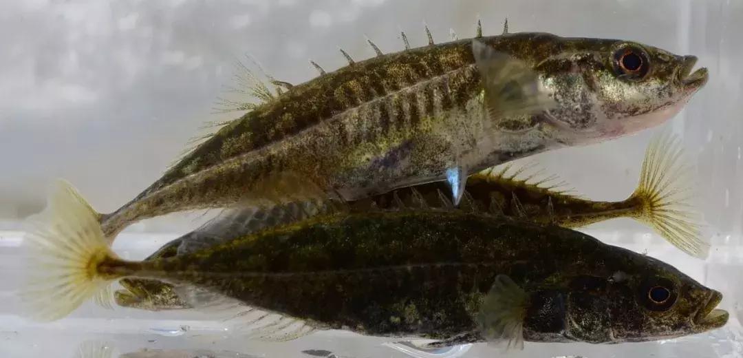 计生委生孩子,计生证是生孩子之前还是以后办理