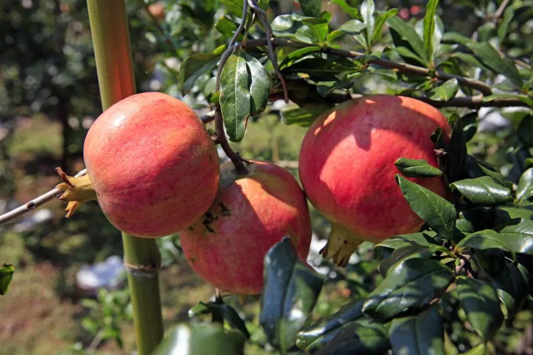 七彩西昌全部视频,西昌值得一去的美景