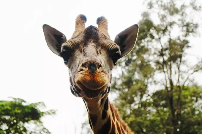 肯尼亚│我没有错过非洲，错过动物大迁徙