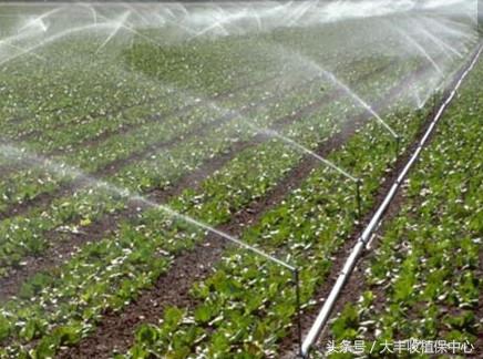 草莓用滴灌好还是微喷好,草莓微喷滴灌设备铺设