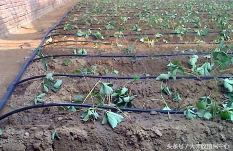 草莓用滴灌好还是微喷好,草莓微喷滴灌设备铺设