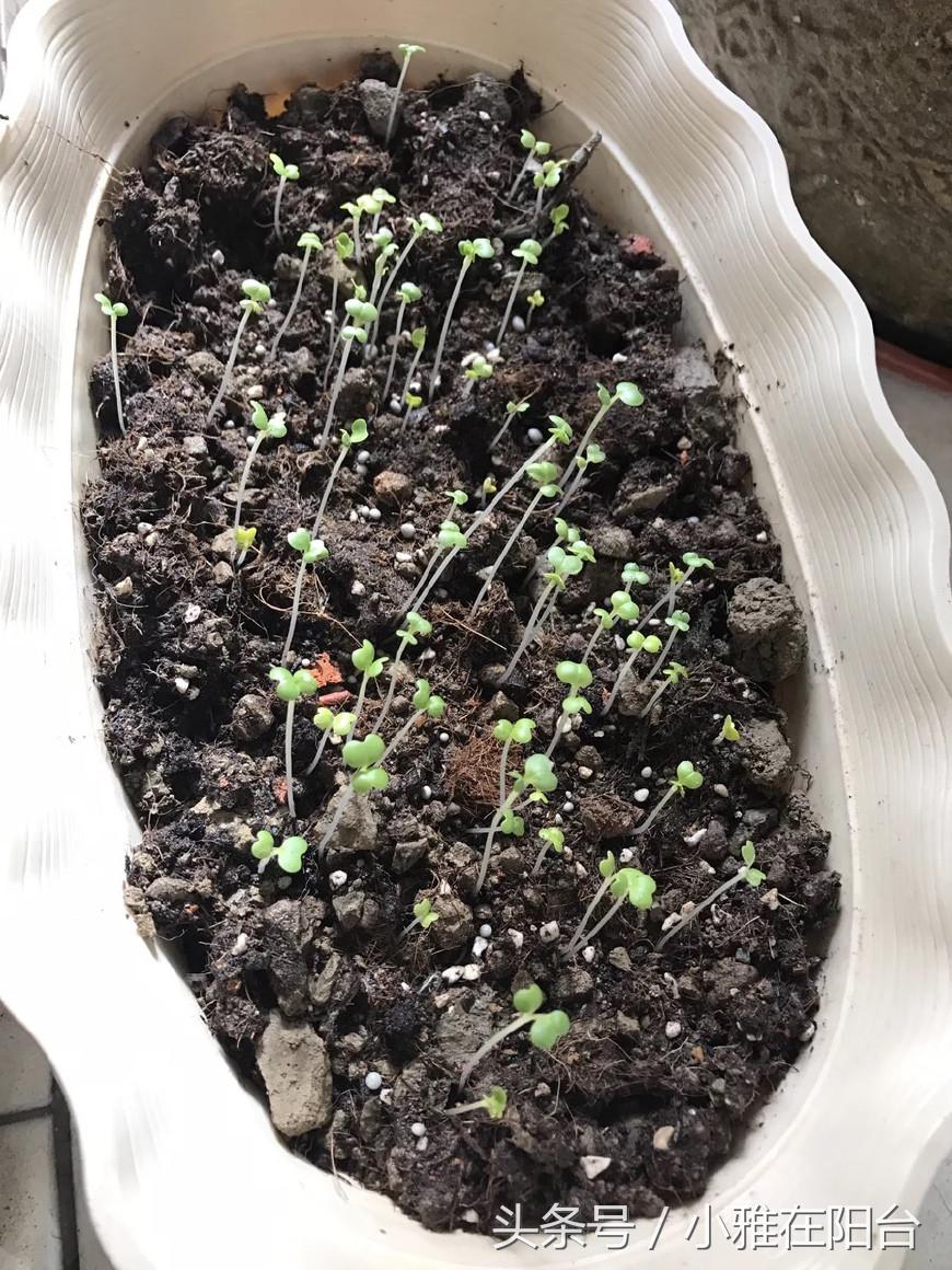 自己种菜如何让菜长得快,种菜小妙招简单长势好