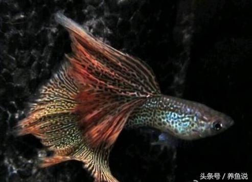 鱼缸正确换水方法和注意事项,鱼缸全换水什么时候加杀菌药