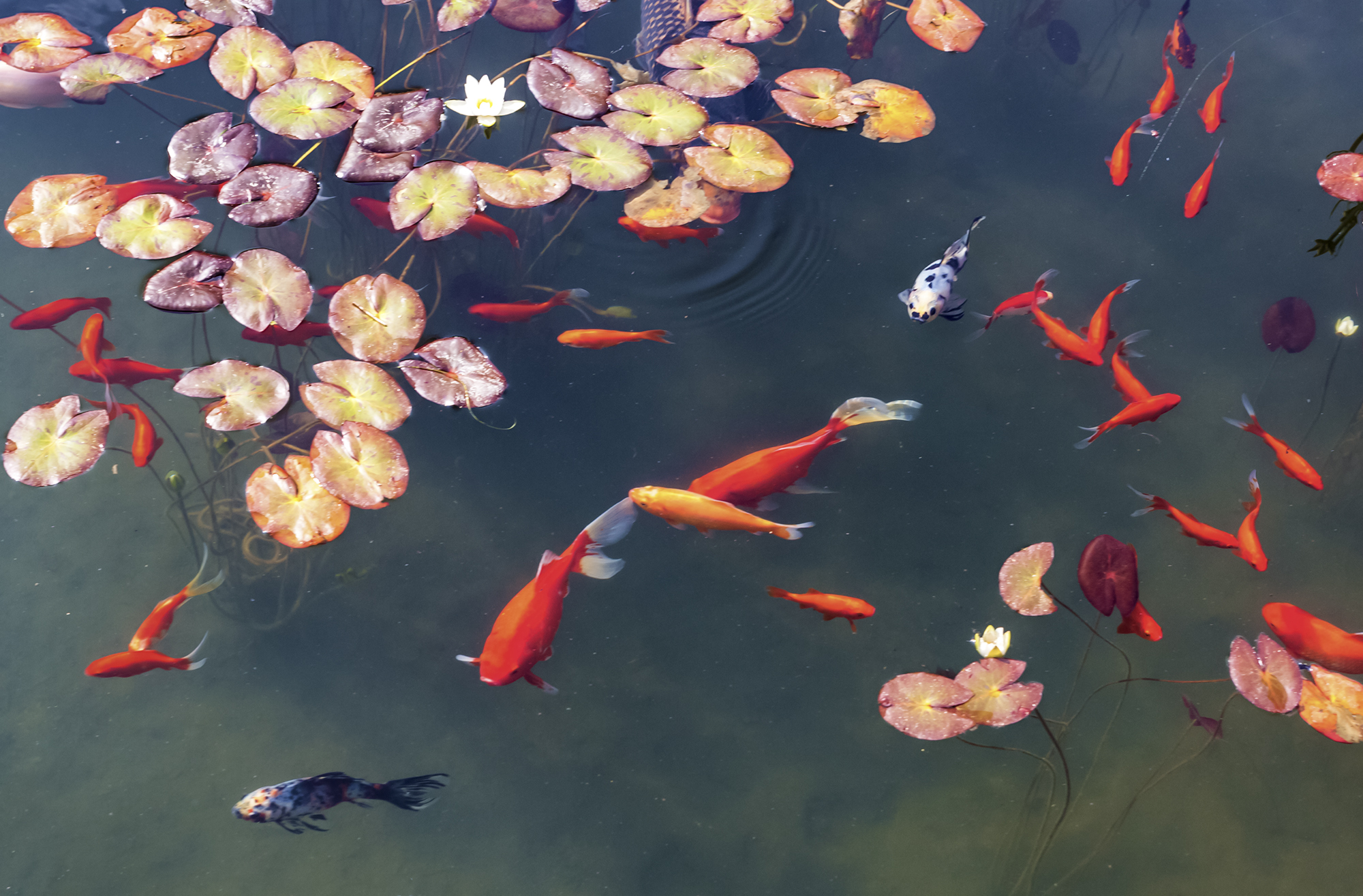 太有趣，一座山竟像一头卯足劲的牛