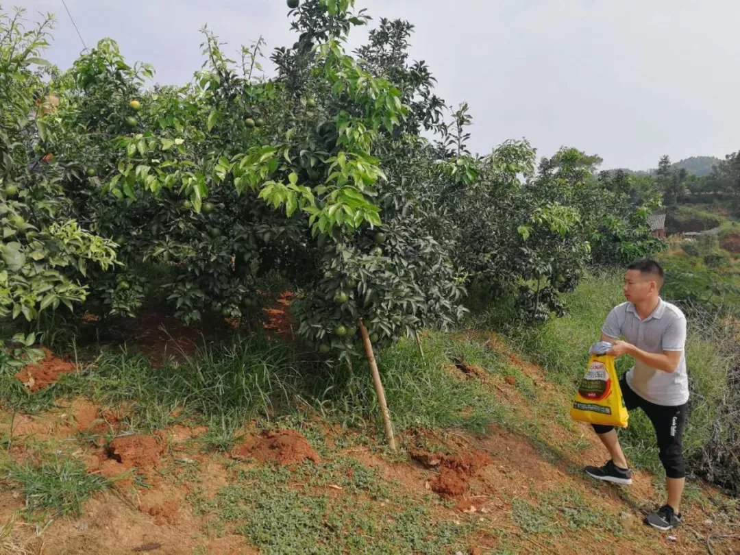种植新会柑经验分享,种柑皮35年
