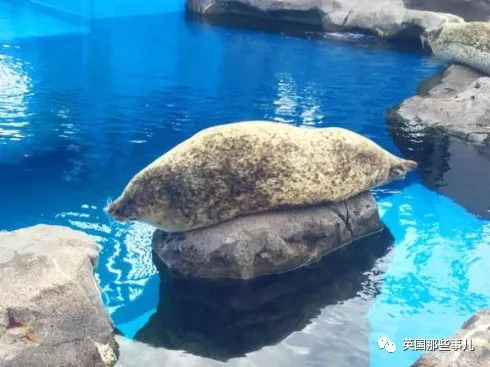 没有干劲的废柴海豹，只要心中有床，在哪里都可以豹睡个爽啊……