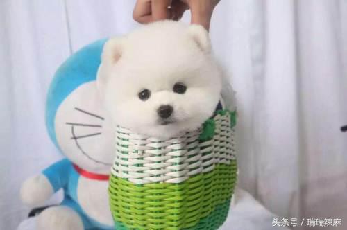 比熊皮肤病怎么弄,比熊皮肤病怎么治用什么药