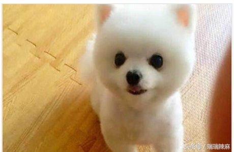 比熊皮肤病怎么弄,比熊皮肤病怎么治用什么药