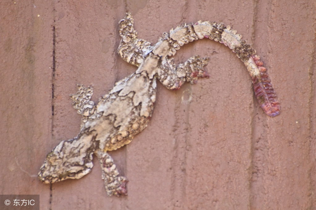 壁虎消瘤止痛散,祛风通络定惊止痉的药