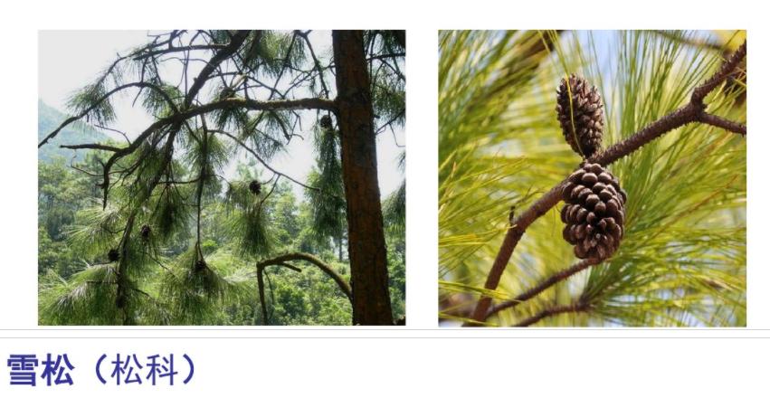 什么是被子植物和裸子植物,被子植物裸子植物起源