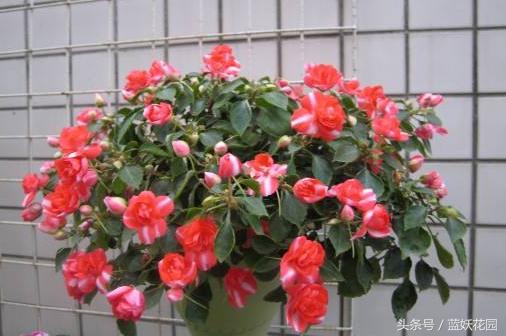 小妙招杀虫药,杀虫剂一招搞定