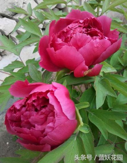 小妙招杀虫药,杀虫剂一招搞定