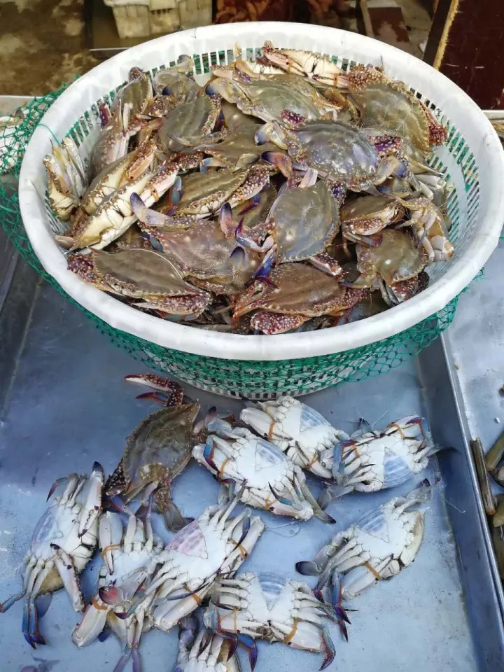 烟台螃蟹怎么选,烟台挑选螃蟹有绝招
