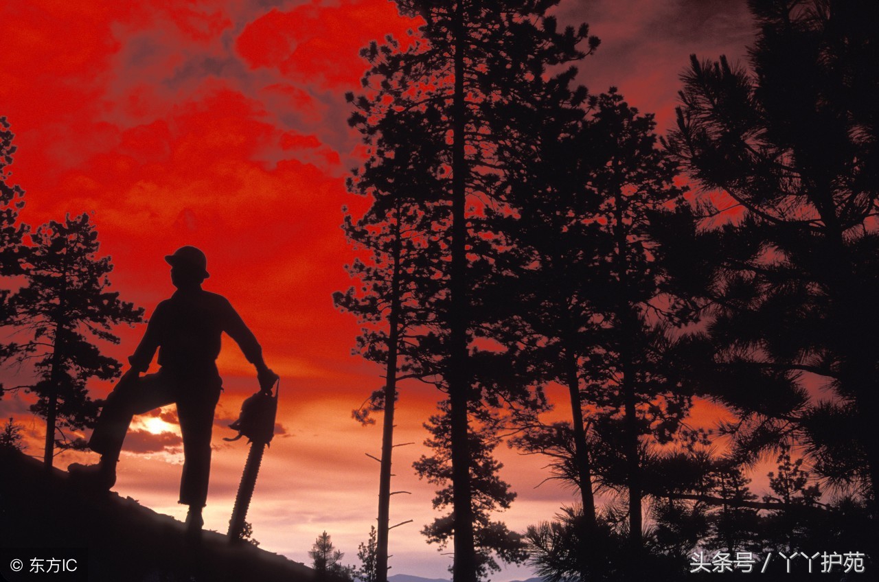 中药造假的真实原因,中药造假手法大全