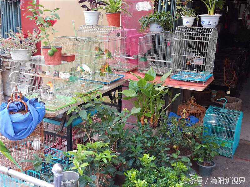 难忘那段旧时光，菜市街是南阳城最有生活气息的市场