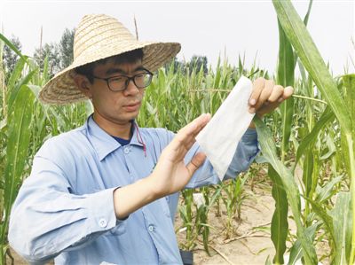 玉米地里的大事业(关注·“90后”科技人员的一天①)