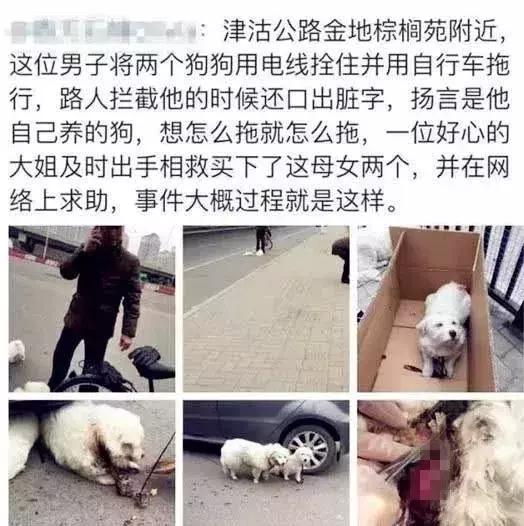 歹毒虐狗的人渣,请滚出天津!