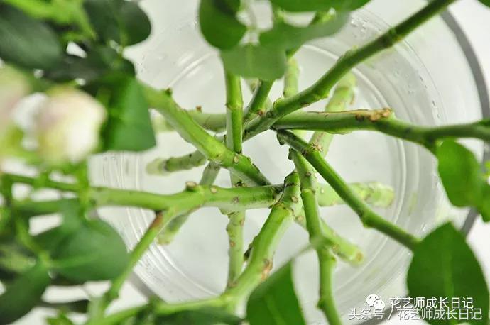 想当花艺师怎么自学,如何成为一个花艺师