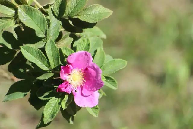 散步在美女如云的西伯利亚的心脏——伊尔库茨克