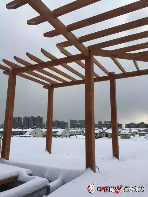 楼顶鱼池有哪些,屋顶鱼池的建造方法