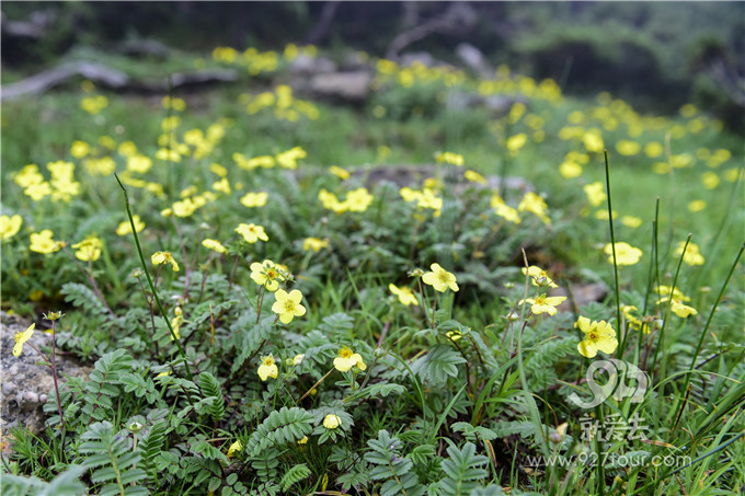 冰火两重天!“滇中第一高峰”瞬间吸了不少外国粉!