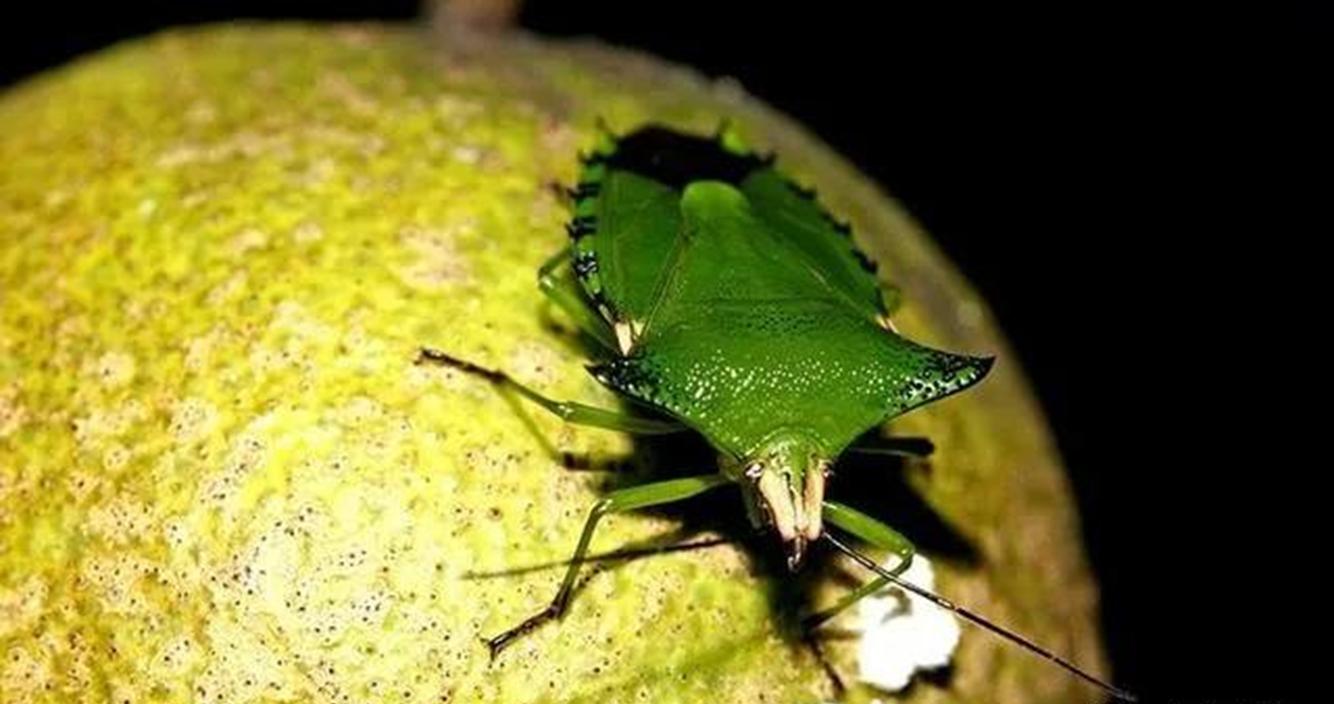 农业害虫臭屁虫,放屁虫怕什么怎么才能消灭它