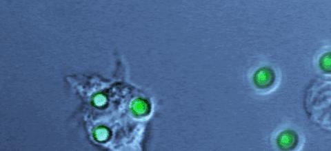 很血腥猎奇的三部纪录片,比较血腥的纪录片