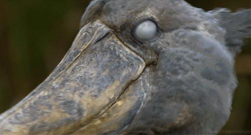 女车模卖车坐后备箱视频,卖车女车模