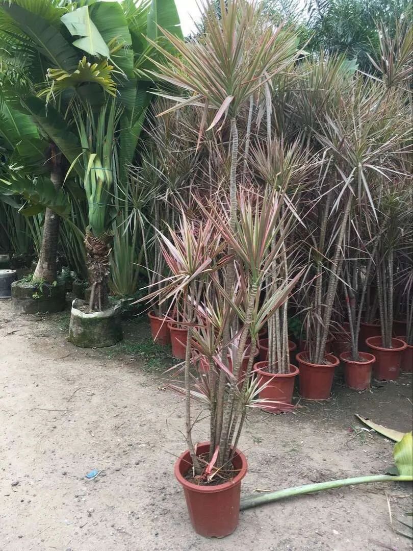 盆栽客厅千年木,养不死的客厅大绿植千年木