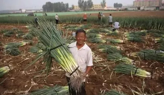 青岛的啤酒和蛤蜊,野生干蛤蜊青岛特产