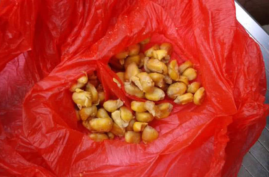 钓鲤鱼新鲜玉米好还是发酵玉米好,钓鲤鱼挂玉米粒的正确方法视频