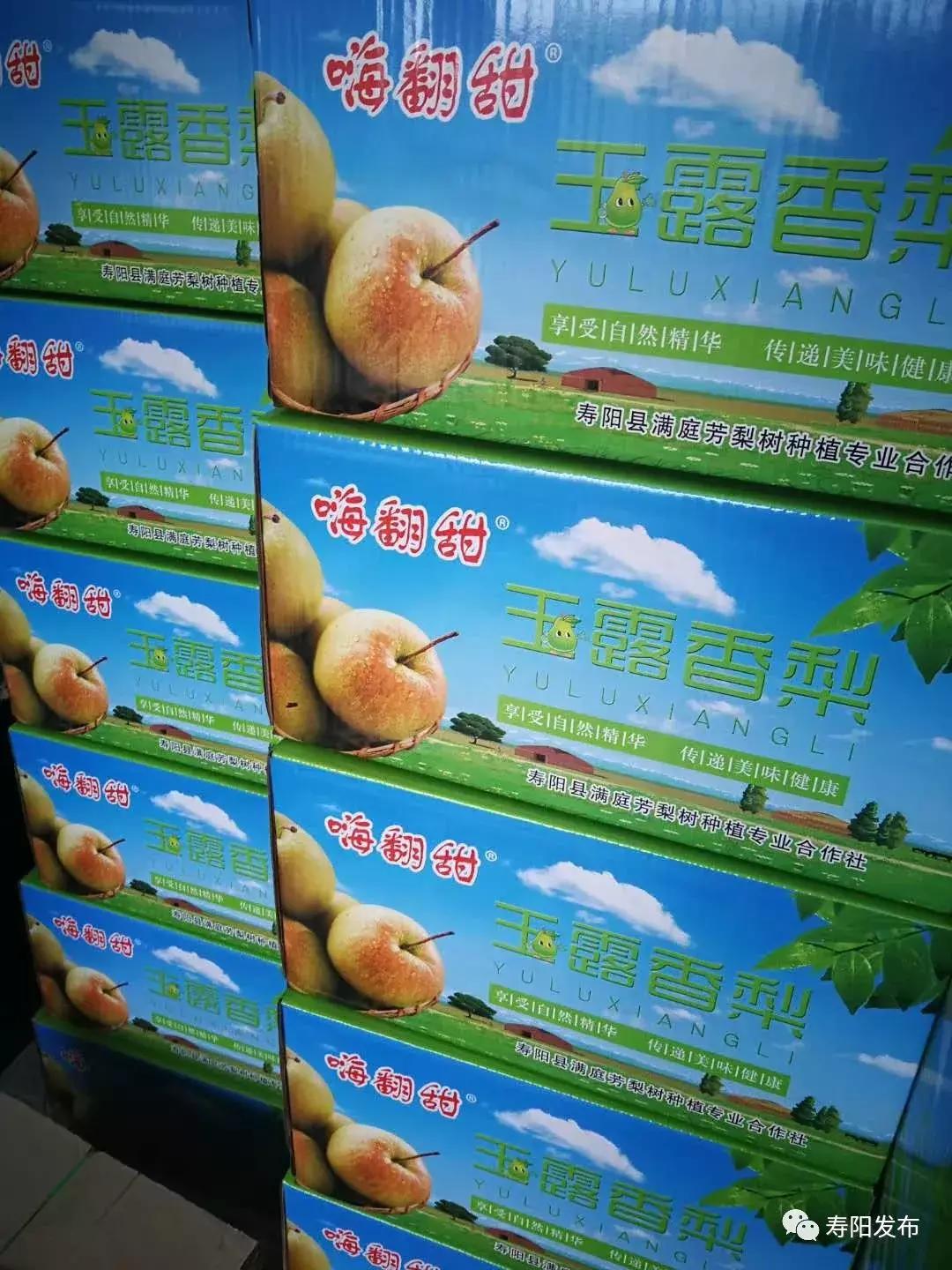 寿阳县富家沟梨儿熟了！又见梨果满枝头