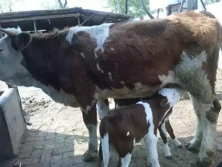 母牛生小牛脱肛怎么办,母牛下牛犊子宫掉出来怎么办