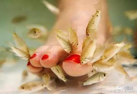 火遍全泰的这种“小鱼啃脚Spa”,你可知有多大健康风险?