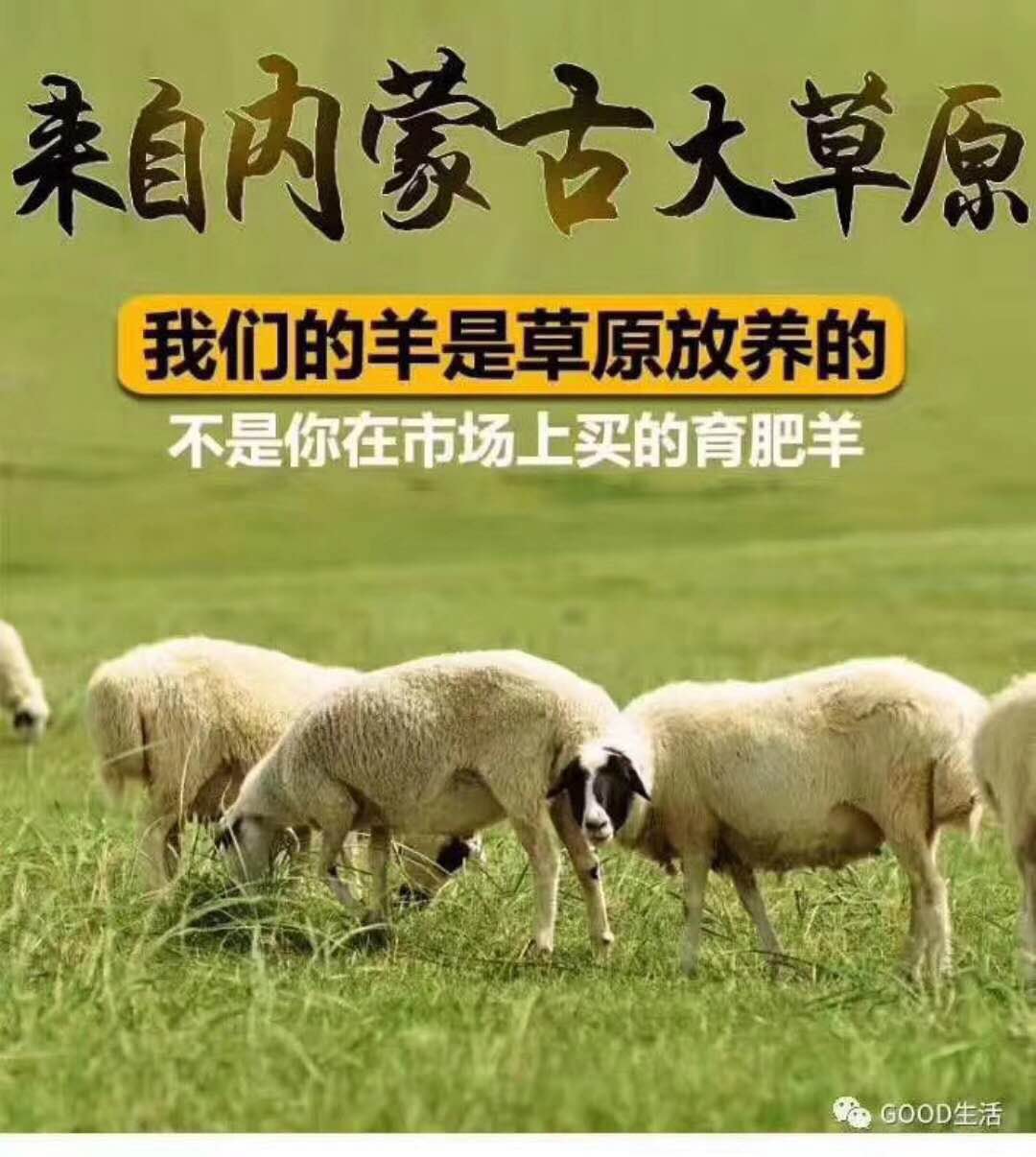 313羊庄济南,313羊庄济南总店