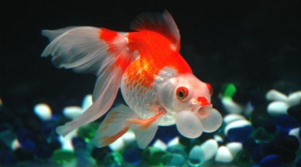 清朝正白旗旗人金鱼养殖心经:《虫鱼雅集》(下)