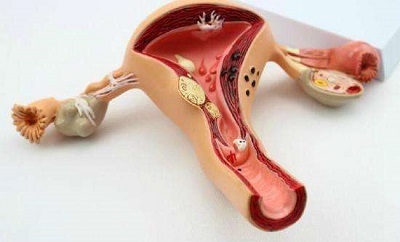 恩哥问答：假如“月经”变“年经”，人类会危若累卵吗？