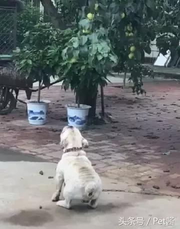 短腿狗想吃树上的李子，路人本想围观看戏，下一秒却被打脸