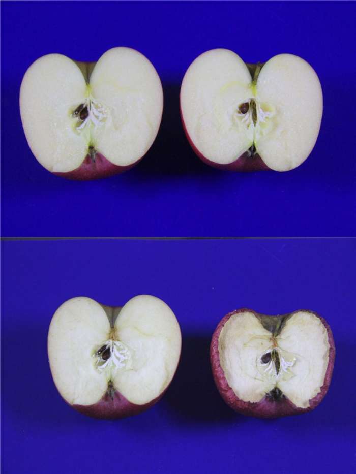 海尔冰箱对开门大容量测评,海尔冰箱保鲜1234567哪个冷