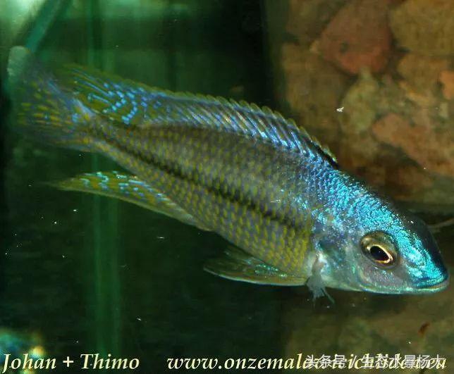 马拉维湖慈鲷口孵品种,马拉维湖岩栖慈鲷