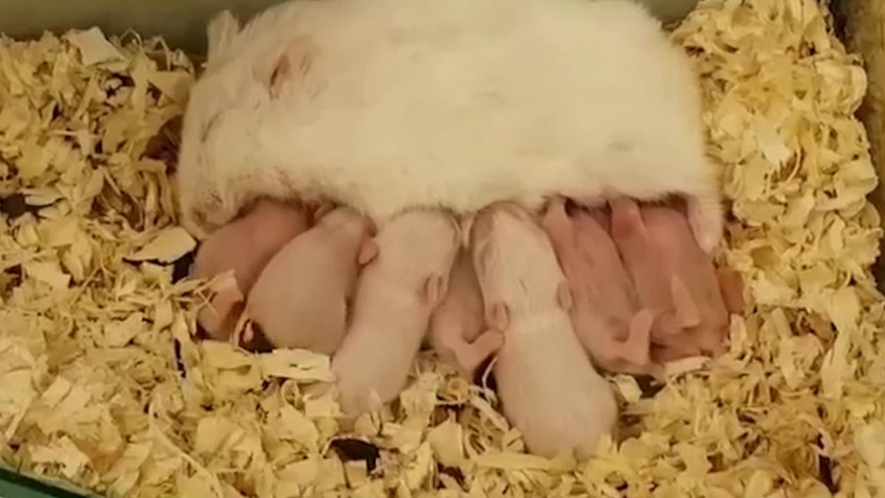 仓鼠为什么会吃自己的宝宝,为什么母仓鼠会吃自己的宝宝