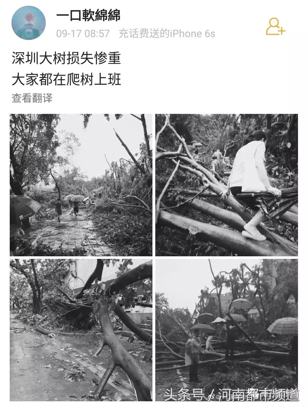 “山竹”过后首个工作日：广东人爬树都要去上班！